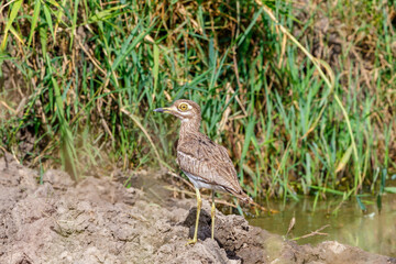 Water thick-knee standing in the mud at the water's edge