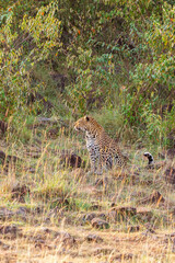 Wild Leopard sitting on the edge of the forest and looking