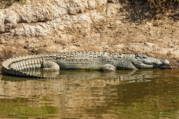 African Crocodile at the water's edge