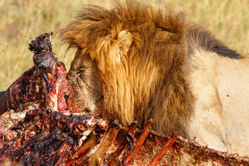 Male Lion eating meat from a dead animal with lot of flies
