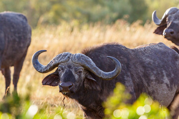 Wild African Buffalo on the savannah