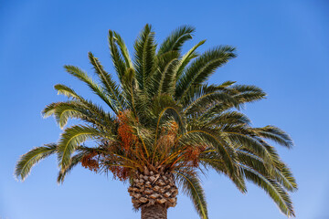 Palm tree green leaf on blue sky background.