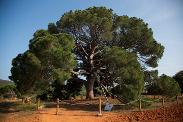 The Pi Ver d'en Besoró, considered the largest pine on the island of Ibiza and cataloged as a...