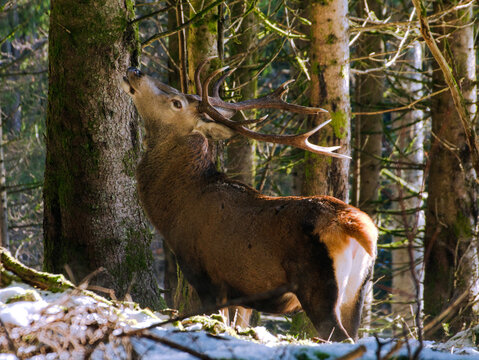 Hirsch im Wald