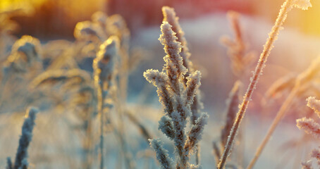 Winter scene