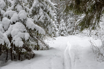 Beautiful winter forest landscape. View of the ski track in the winter forest. Path among snow-covered trees. Snow on the ground and on the branches of trees. Cold snowy weather. Skiing in nature.