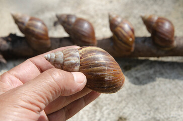 Beautiful calm brown snails is catched in a hand