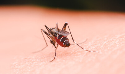 A mosquito that carries dengue fever and Zika virus is sucking blood on a person's skin.