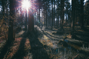 Obraz premium Dunkler Wald am frühen Morgen. Die Sonne scheint durch die Bäume
