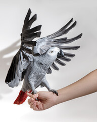 African Grey parrot on female hand hop off on white background with shadows. Bird flaps its wings....
