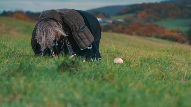 Medium shot of older fat woman with grey hair photographing macro shots of parasol mushroom in the grass. Photographer lying on the ground to take close up photo of a Macrolepiota procera, slow motion