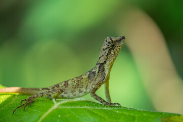 Brown lizard on green leaf	