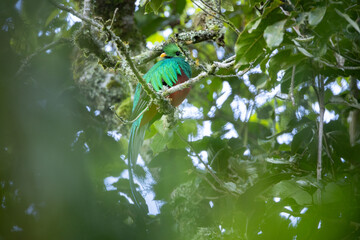 The resplendent quetzal in the beautiful nature habitat. Amazing bird full of colours. Costa Rican...