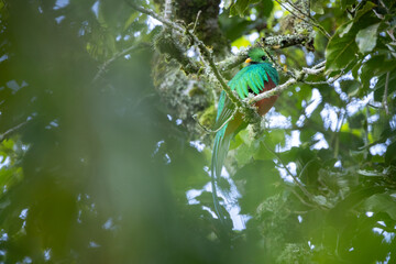 The resplendent quetzal in the beautiful nature habitat. Amazing bird full of colours. Costa Rican wildlife and nature pictures. Symbol of Costa Rica. Pharomachrus mocinno.