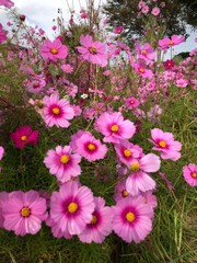 flowers in the garden