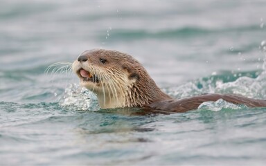 otter diving into the water