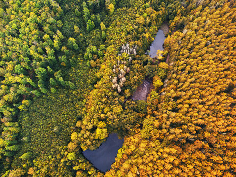 Luftaufnahme vom Wald. Übergang grün zu orange Laubfärbung. In der Mitte befinden sich Teich