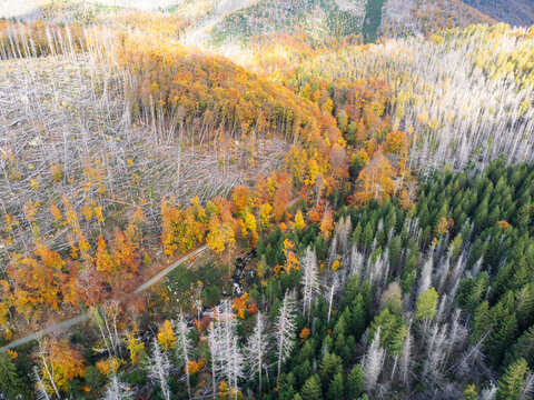 Luftaufnahme Mischwald und Nadelwald im Herbst. Laubfärbung im Harz, Sachsen-Anhalt