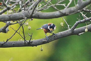 varied tit on a japanese snowball tree