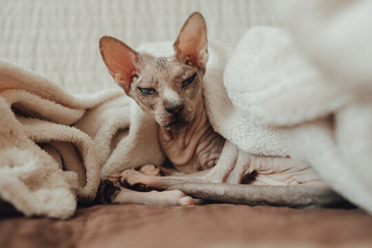 A bald cat of the Sphynx breed He warms himself at home under a warm blanket. Pedigree pet care concept. Photo for a veterinary clinic or pet supply store