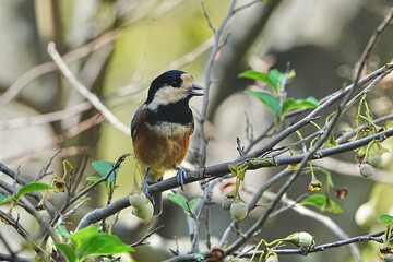varied tit on a japanese snowball tree