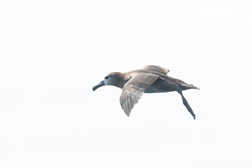 Fototapeta premium Black-footed Albatross, Phoebastria nigripes
