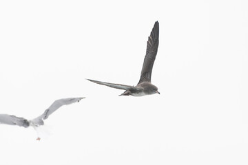 Pink-footed Shearwater, Ardenna creatopus