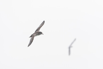 Pink-footed Shearwater, Ardenna creatopus