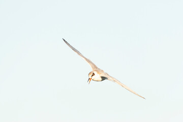 Forster's Tern, Sterna forsteri