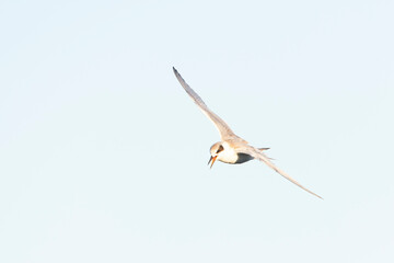 Fototapeta premium Forster's Tern, Sterna forsteri