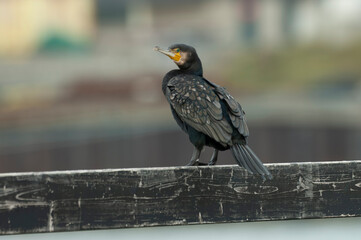 Great Cormorant, Phalacrocorax carbo
