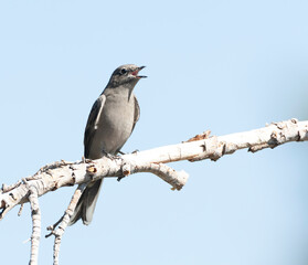 Townsend's Solitaire, Myadestes townsendi