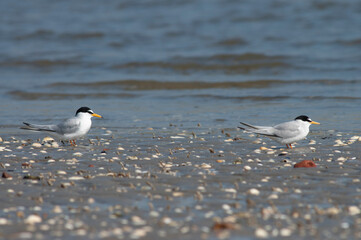 Little Tern, Sternula albifrons