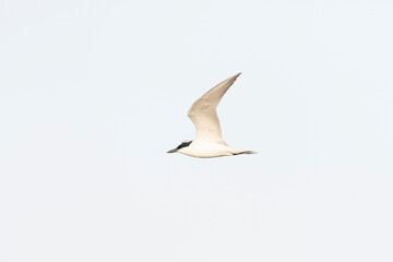 Gull-billed Tern, Gelochelidon nilotica
