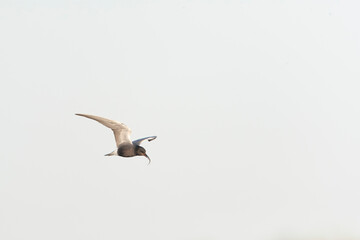 Black Tern, Chlidonias niger - obrazy, fototapety, plakaty