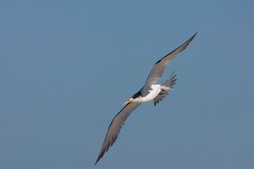 Greater Crested Tern, Thalasseus bergii