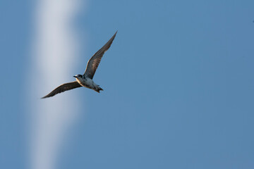 Black Tern, Chlidonias niger