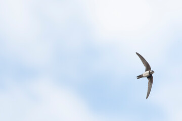 Alpengierzwaluw, Alpine Swift, Apus melba