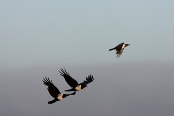 Pied Crow, Corvus albus