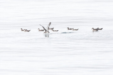Pink-footed Shearwater, Ardenna creatopus