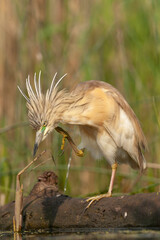 Squacco Heron, Ardeola ralloides