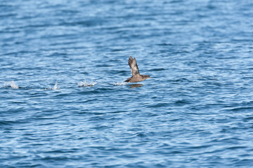 Fototapeta premium Sooty Shearwater, Ardenna grisea