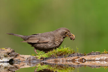 Eurasian Blackbird, Turdus merula