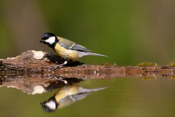 Fototapeta premium Great Tit, Parus major