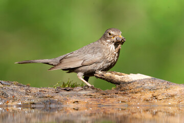 Eurasian Blackbird, Turdus merula