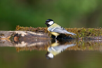 Great Tit, Parus major