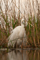 Great Egret, Ardea alba alba