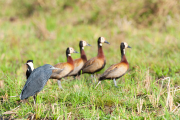 Black Heron, Egretta ardesiaca