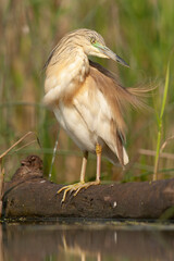 Squacco Heron, Ardeola ralloides