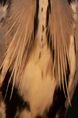 Grey Heron, Ardea cinerea